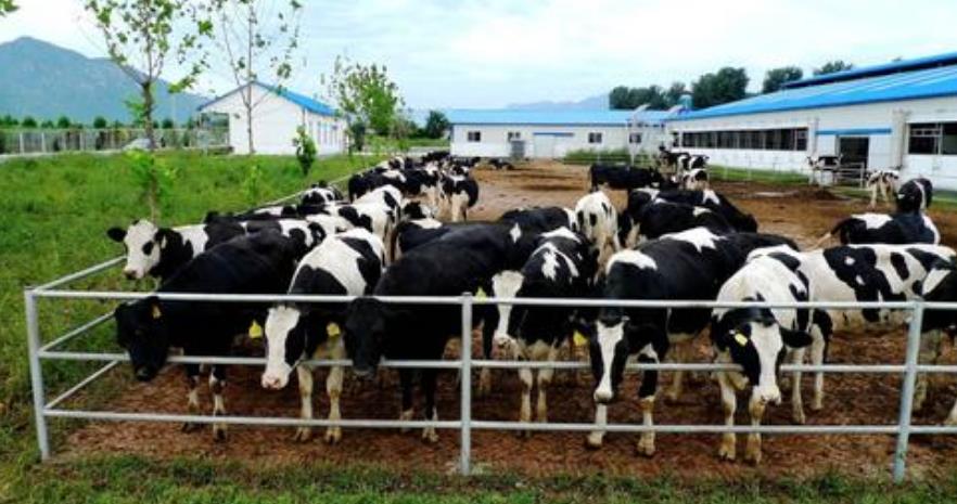 How to ferment cow dung?