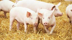 The benefits of pig manure after fermentation