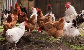 How to make chicken manure more valuable?