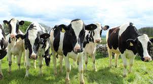 What machines are needed to produce cow dung organic fertilizer?